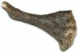 Dinosaur (Thescelosaurus) Tibia Bone - Montana #326413-3